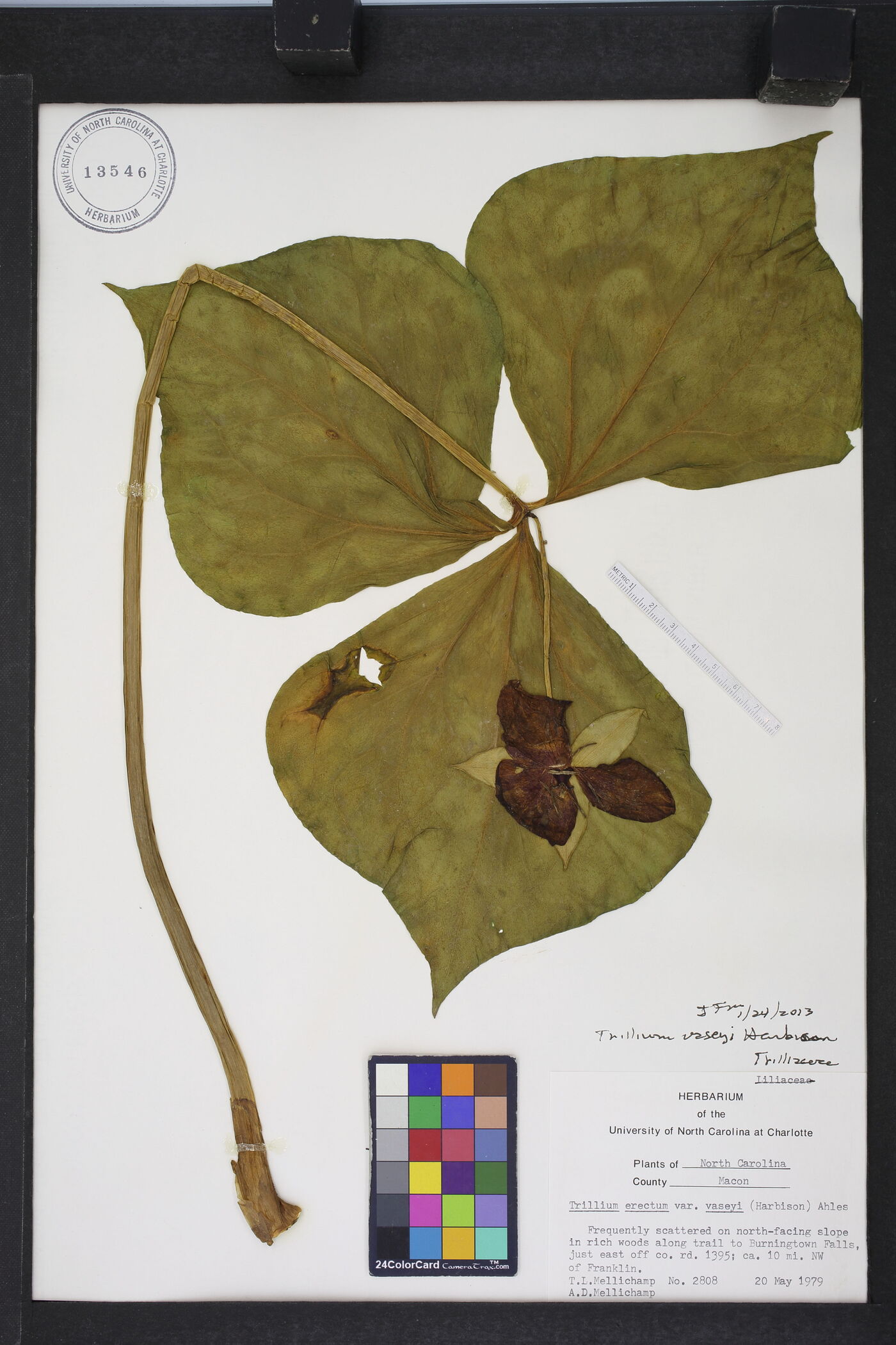 Trillium vaseyi image