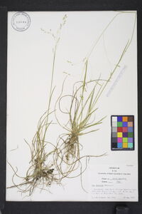 Poa saltuensis image