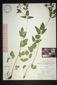 Thaspium trifoliatum var. trifoliatum image