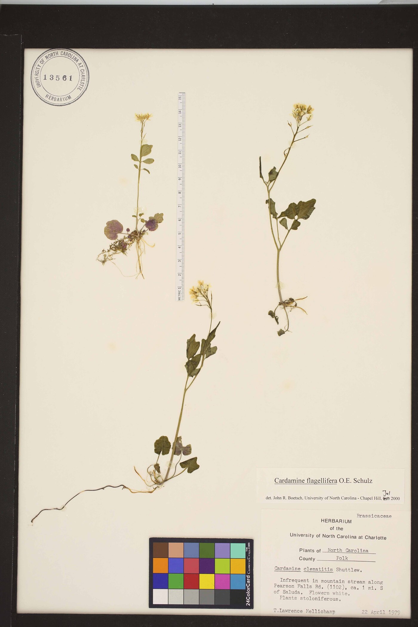 Cardamine flagellifera image