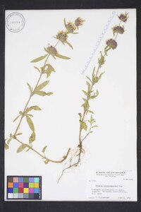 Monarda clinopodioides image