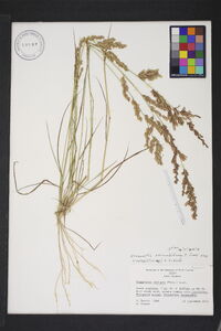 Eragrostis secundiflora image