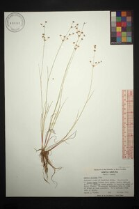 Juncus debilis image