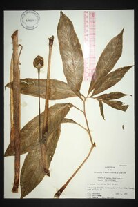 Arisaema dracontium image