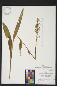 Platanthera lacera image