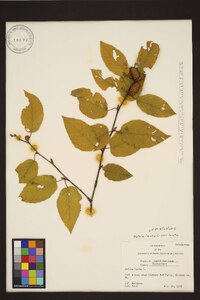 Betula lenta image