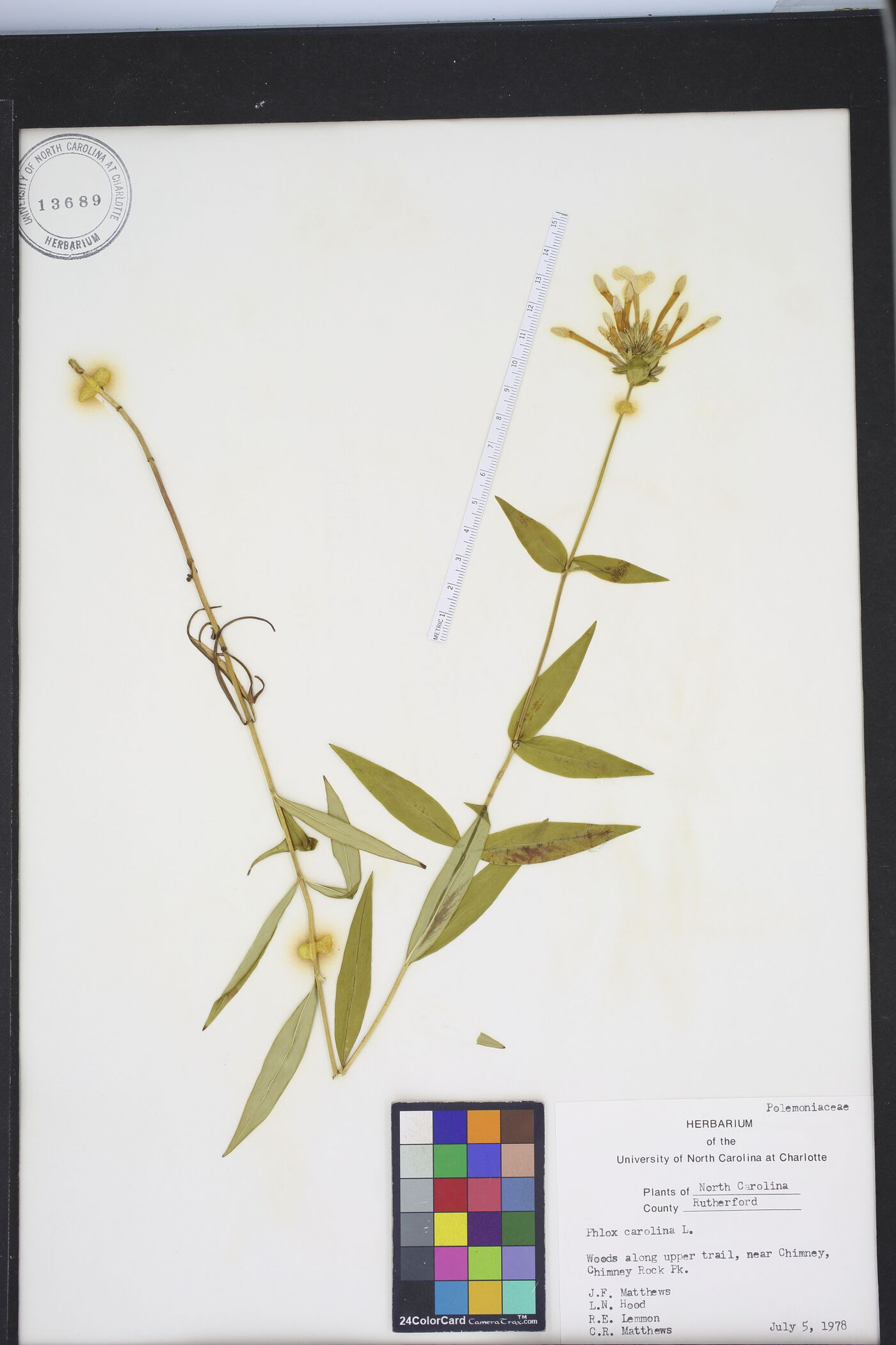 Phlox carolina image
