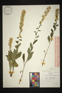 Solidago bicolor image