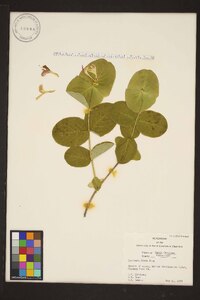 Lonicera flava image