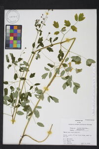 Thalictrum amphibolum image