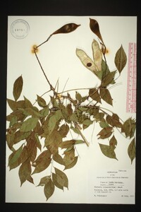 Wisteria sinensis image