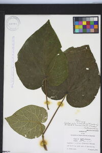 Paulownia tomentosa image