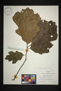 Quercus marilandica var. marilandica image