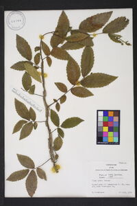 Ulmus alata image