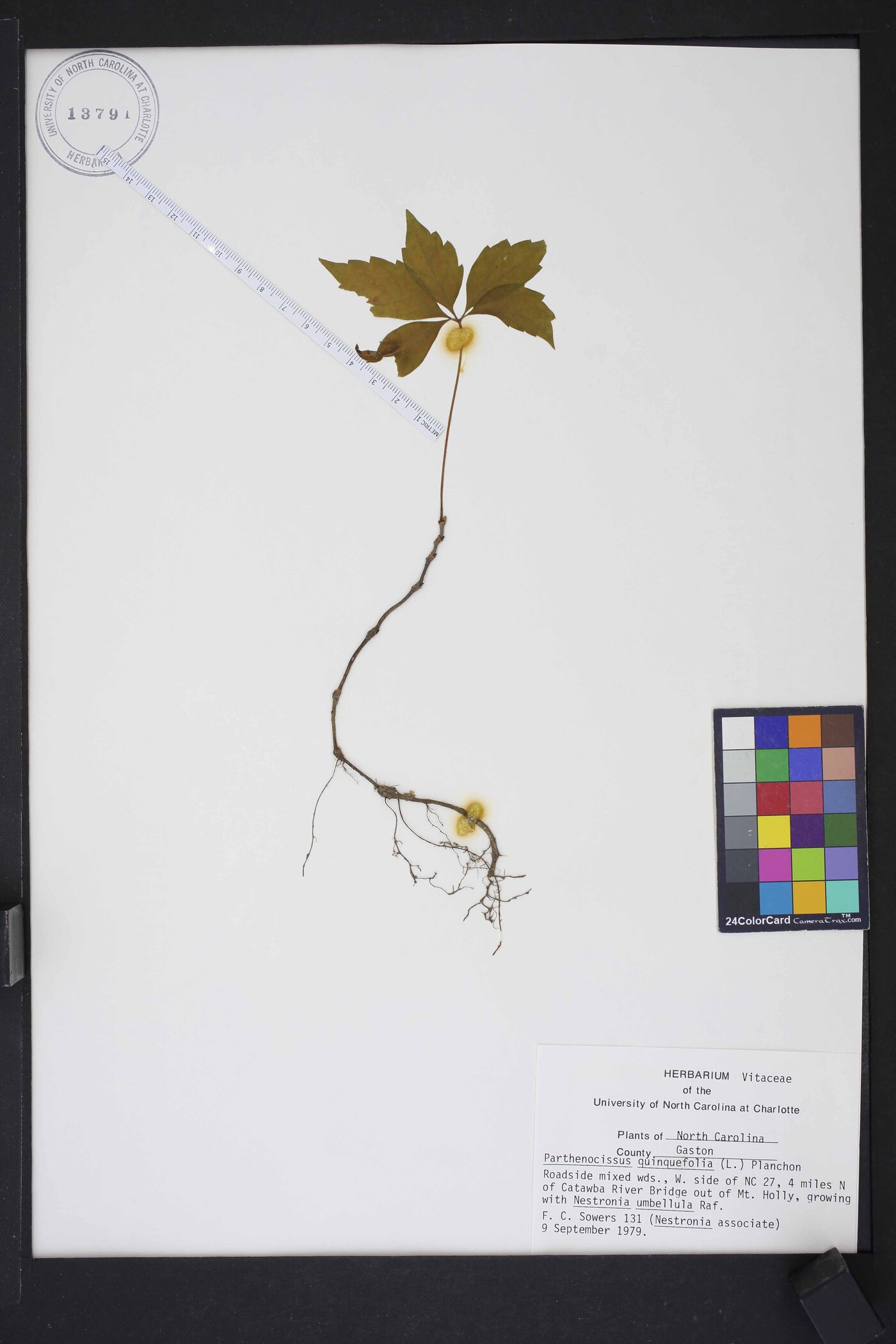 Parthenocissus pubescens image