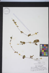 Potentilla canadensis image