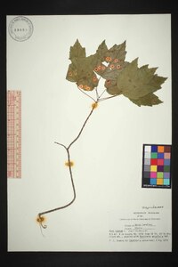 Acer rubrum var. rubrum image