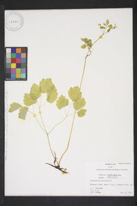 Thalictrum clavatum image