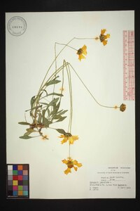 Coreopsis lanceolata image