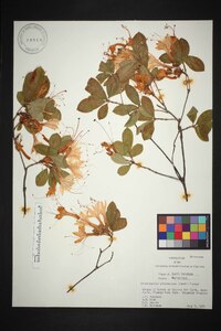 Rhododendron arborescens image