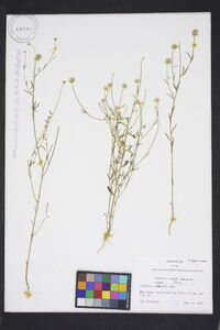 Polygala curtissii image