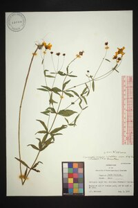 Coreopsis major image