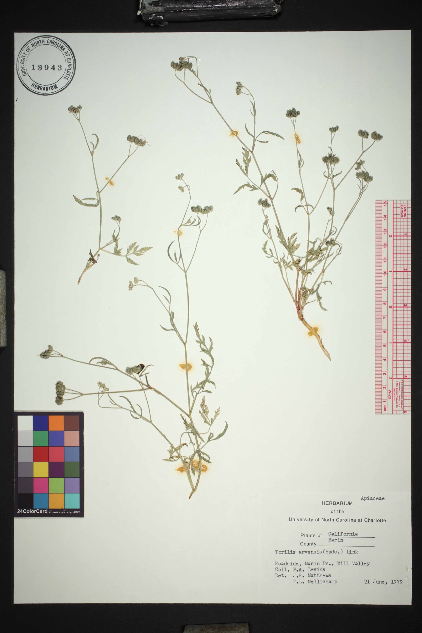 Torilis purpurea image