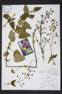 Scrophularia californica subsp. floribunda image