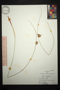 Juncus patens image