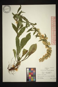 Solidago erecta image