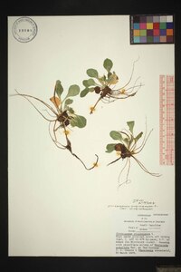 Chrysogonum repens image