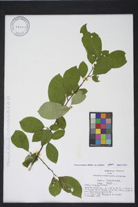 Prunus serotina var. serotina image