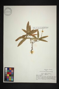 Quercus phellos image