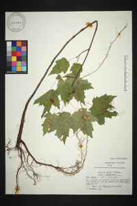 Acer rubrum var. rubrum image