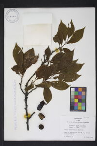 Prunus angustifolia image