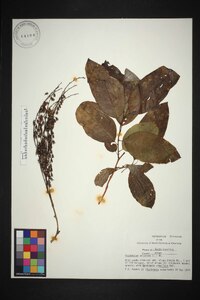 Oxydendrum arboreum image