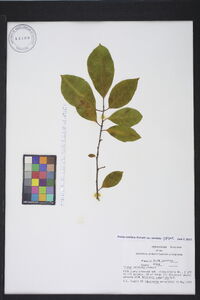 Prunus serotina var. serotina image