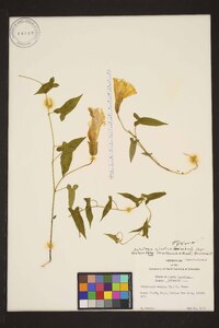 Calystegia silvatica subsp. fraterniflora image