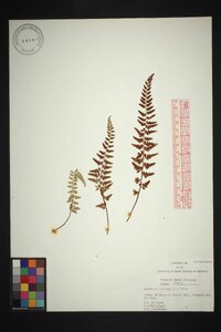 Asplenium bradleyi image