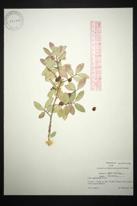 Ilex vomitoria image