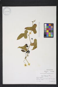 Smilax bona-nox image