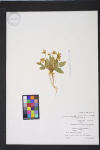 Viola fimbriatula image