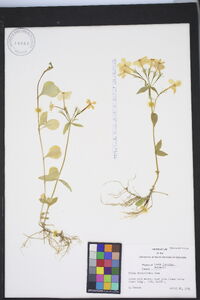 Phlox stolonifera image