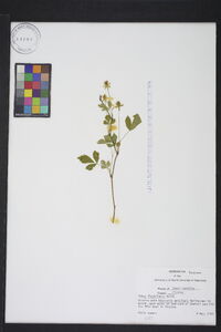 Rubus flagellaris image