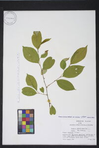 Prunus serotina var. serotina image