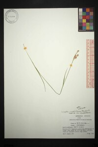Luzula multiflora var. multiflora image