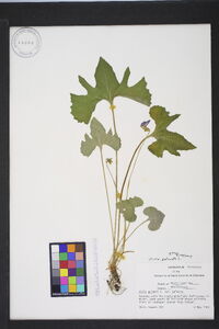 Viola palmata image