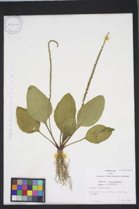 Plantago rugelii image