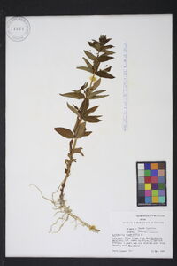 Lysimachia quadriflora image