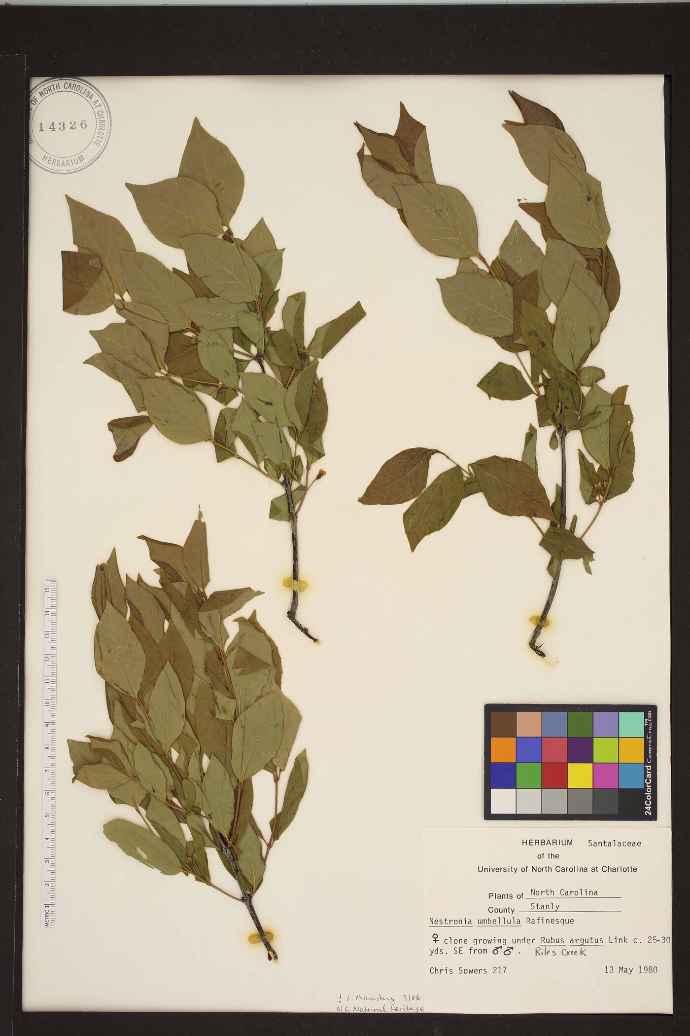 Nestronia umbellula image